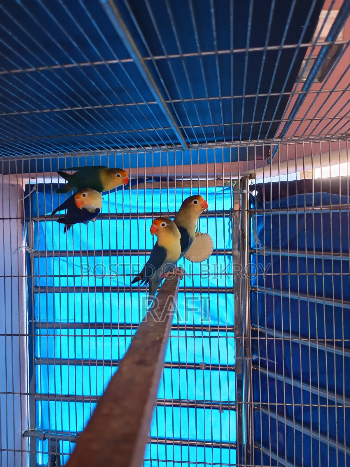 Pair Blue Love Bird Sale or Exchange With Gouldian Finch