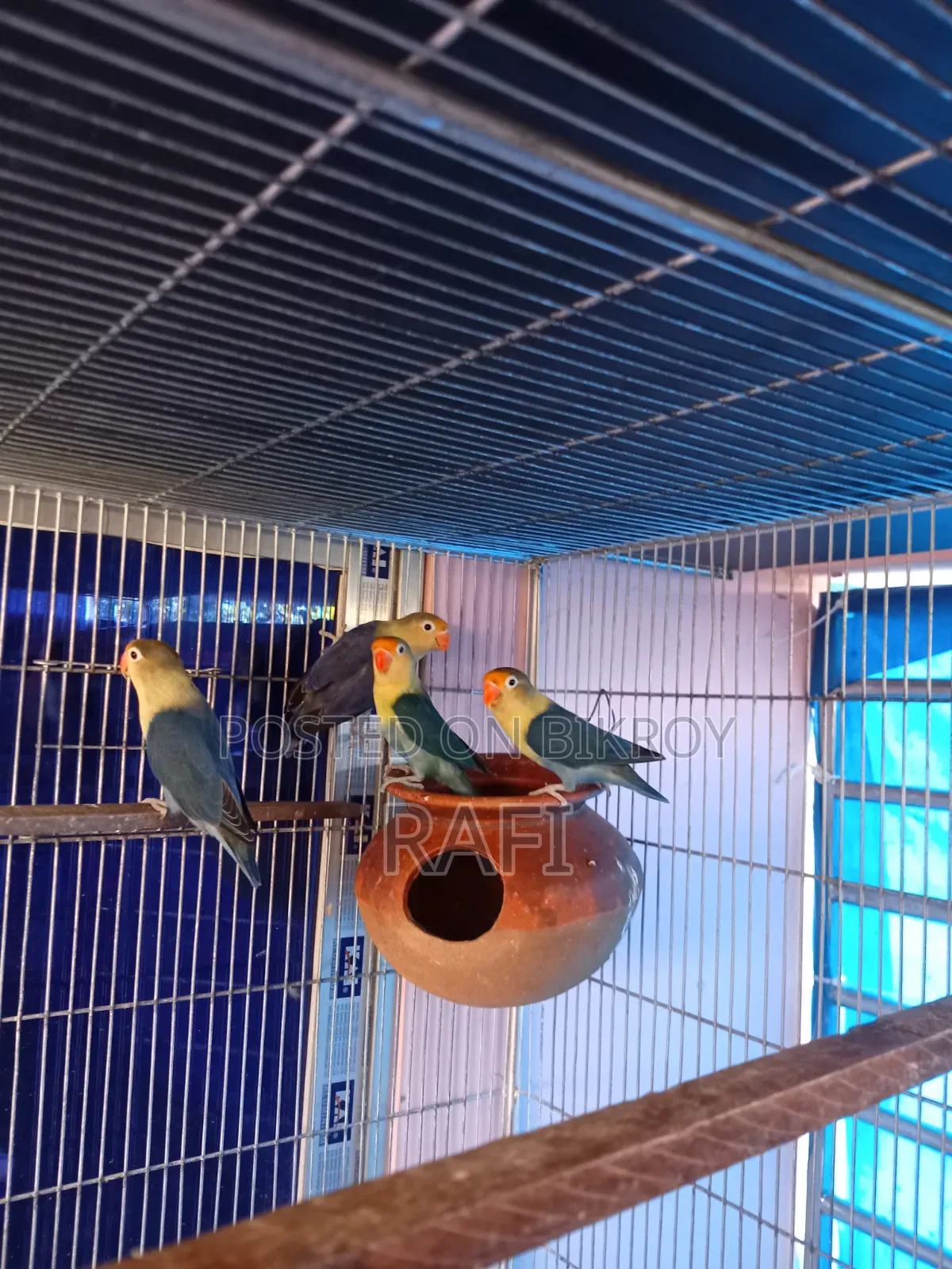 Pair Blue Love Bird Sale or Exchange With Gouldian Finch