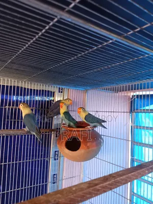 Pair Blue Love Bird Sale or Exchange With Gouldian Finch