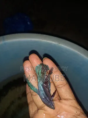 এটা একটা ভালো মানে বেটা এবং ফুল এডল্ট মাছ
