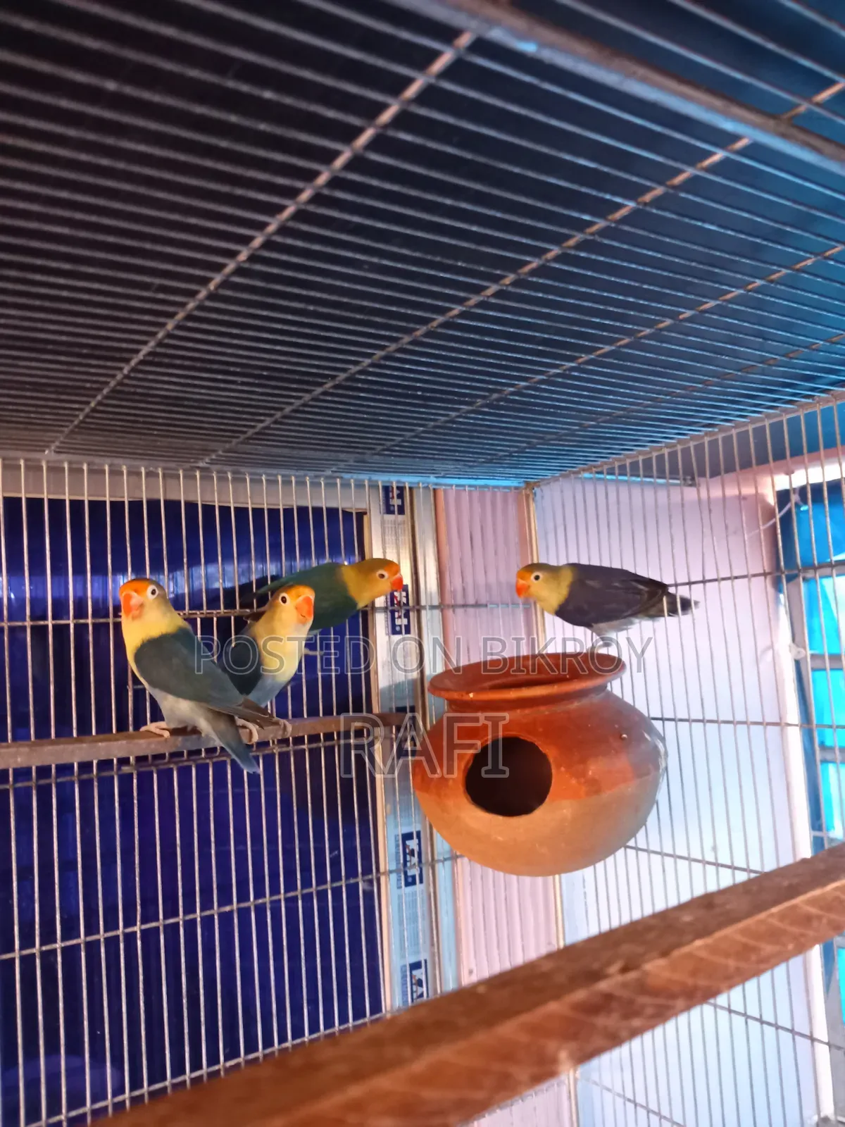 Pair Blue Love Birds Sale or Exchange