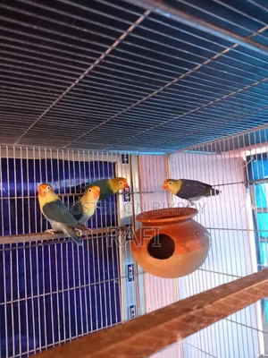 Pair Blue Love Birds Sale or Exchange