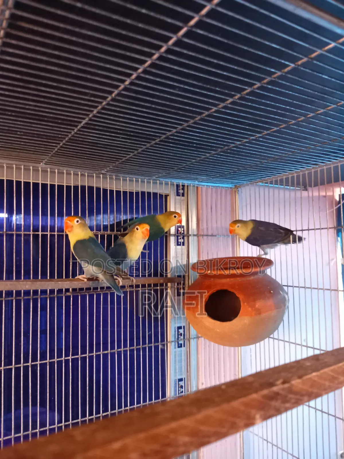 Pair Blue Love Birds Sale or Exchange