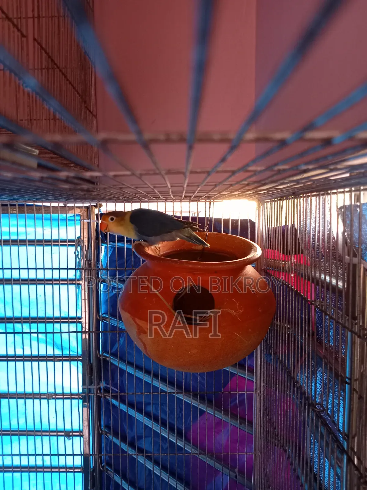 Pair Blue Love Birds Sale or Exchange