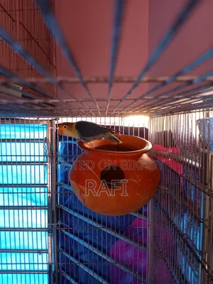 Pair Blue Love Birds Sale or Exchange