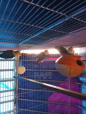 Pair Blue Love Birds Sale or Exchange