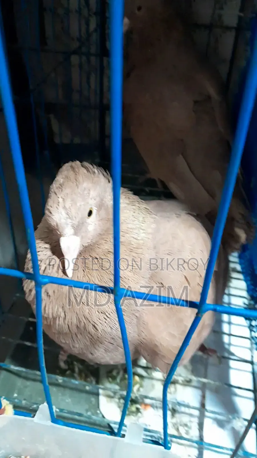 বুম্বাই কবুতর দুইটাই পুরুষ