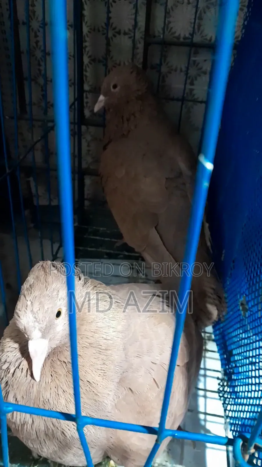 বুম্বাই কবুতর দুইটাই পুরুষ