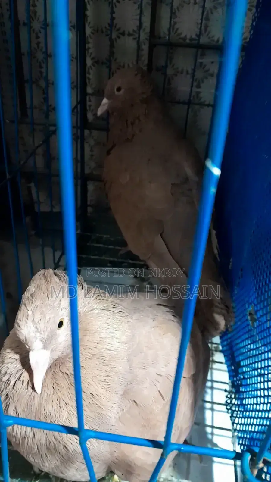 Bombay pigeons, both are male
