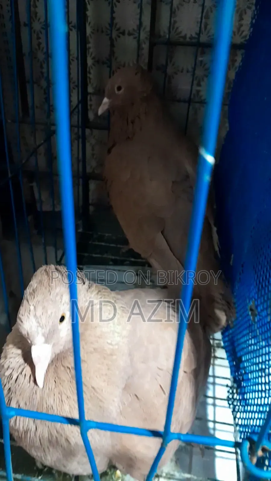 বুম্বাই কবুতর দুইটাই পুরুষ