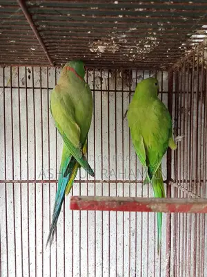 ইন্ডিয়ান রিংনেক
