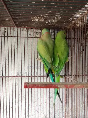 ইন্ডিয়ান রিংনেক