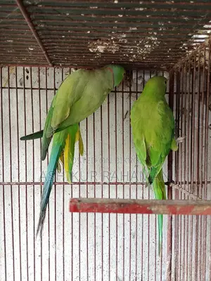 ইন্ডিয়ান রিংনেক