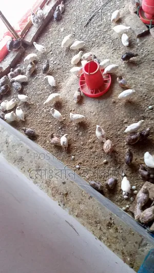 কোয়েল পাখি