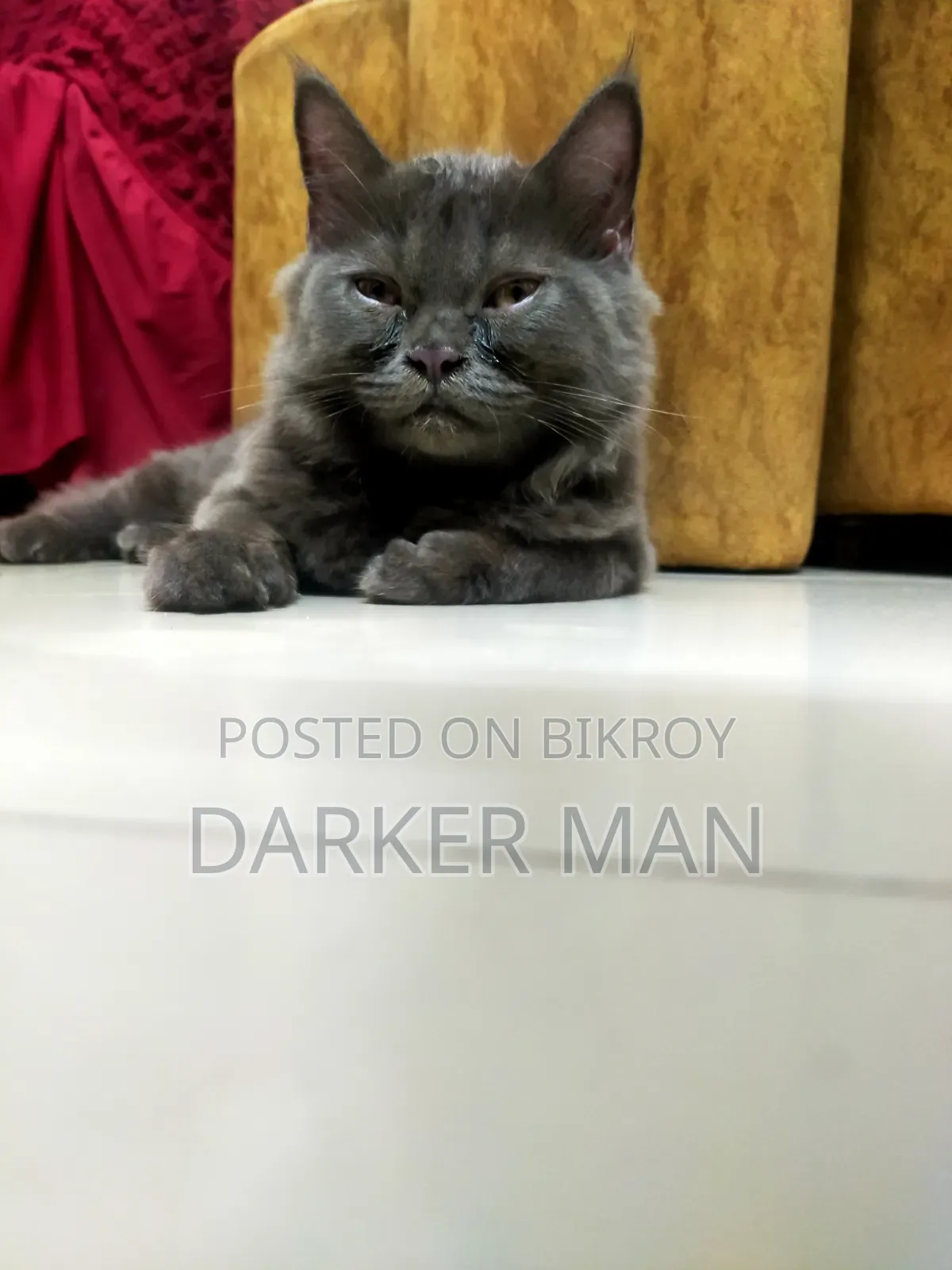 3-6 Months Female Purebred Persian