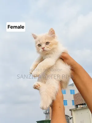 1-3 Months Female Purebred Persian Cat