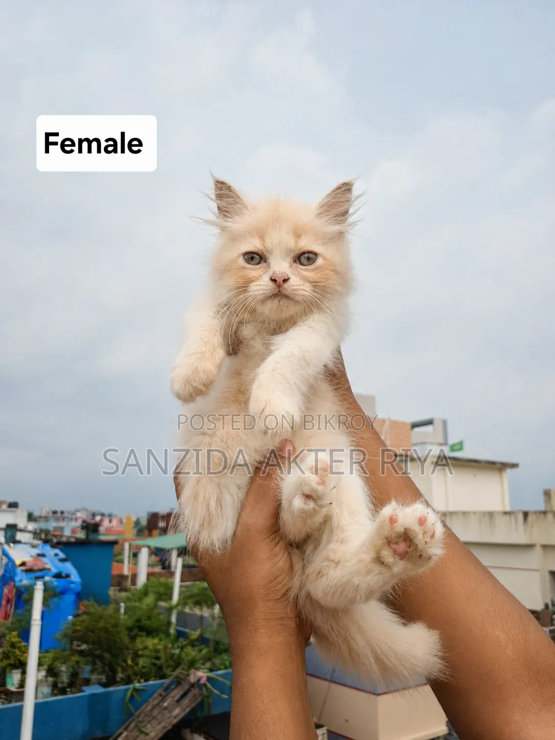 1-3 Months Female Purebred Persian Cat