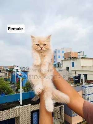1-3 Months Female Purebred Persian Cat