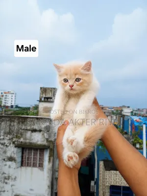 1-3 Months Female Purebred Persian Cat