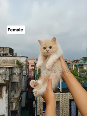 1-3 Months Female Purebred Persian Cat