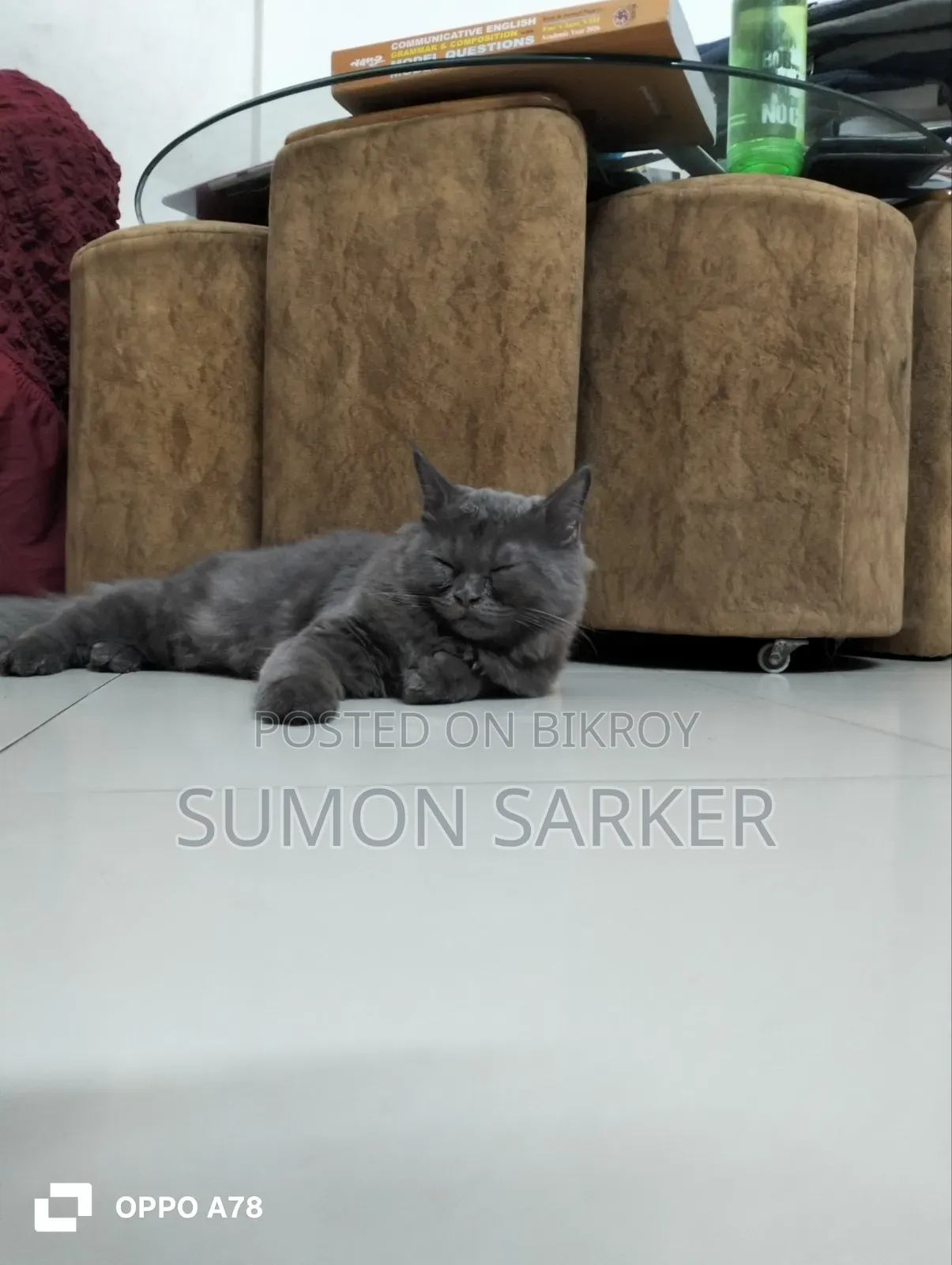 3-6 Months Female Purebred Persian