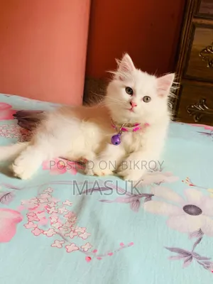 3-6 Months Male Purebred Persian