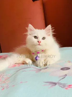 3-6 Months Male Purebred Persian