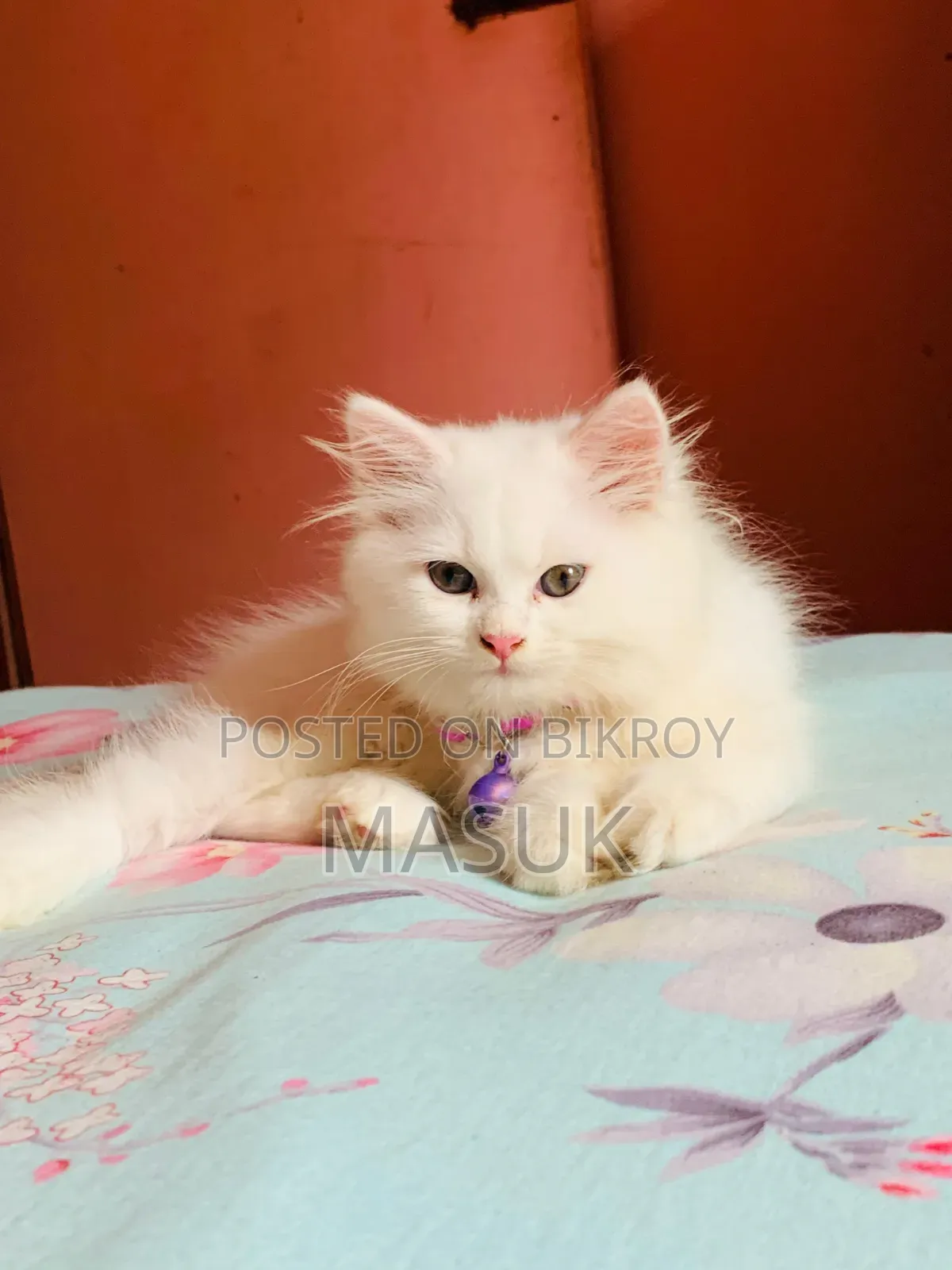 3-6 Months Male Purebred Persian