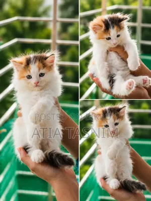 0-1 Month Female Purebred Persian