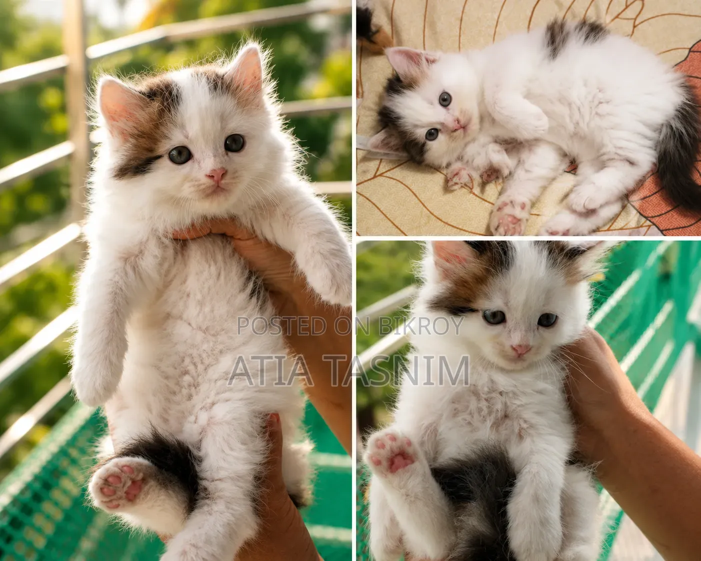 0-1 Month Female Purebred Persian