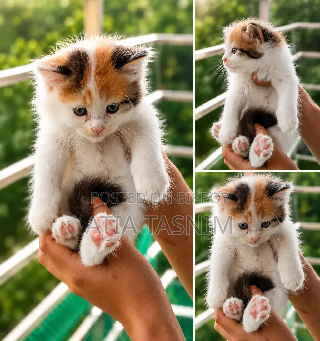 0-1 Month Female Purebred Persian