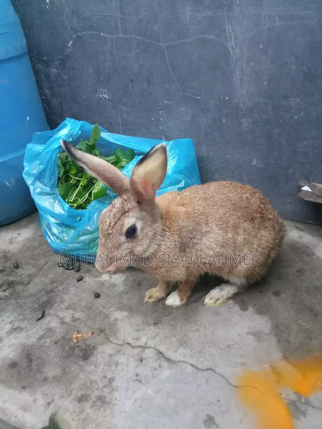 One and a half year old female rabbit