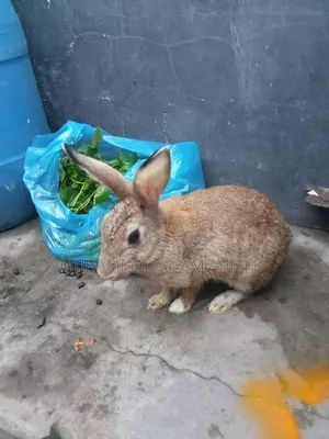 One and a half year old female rabbit