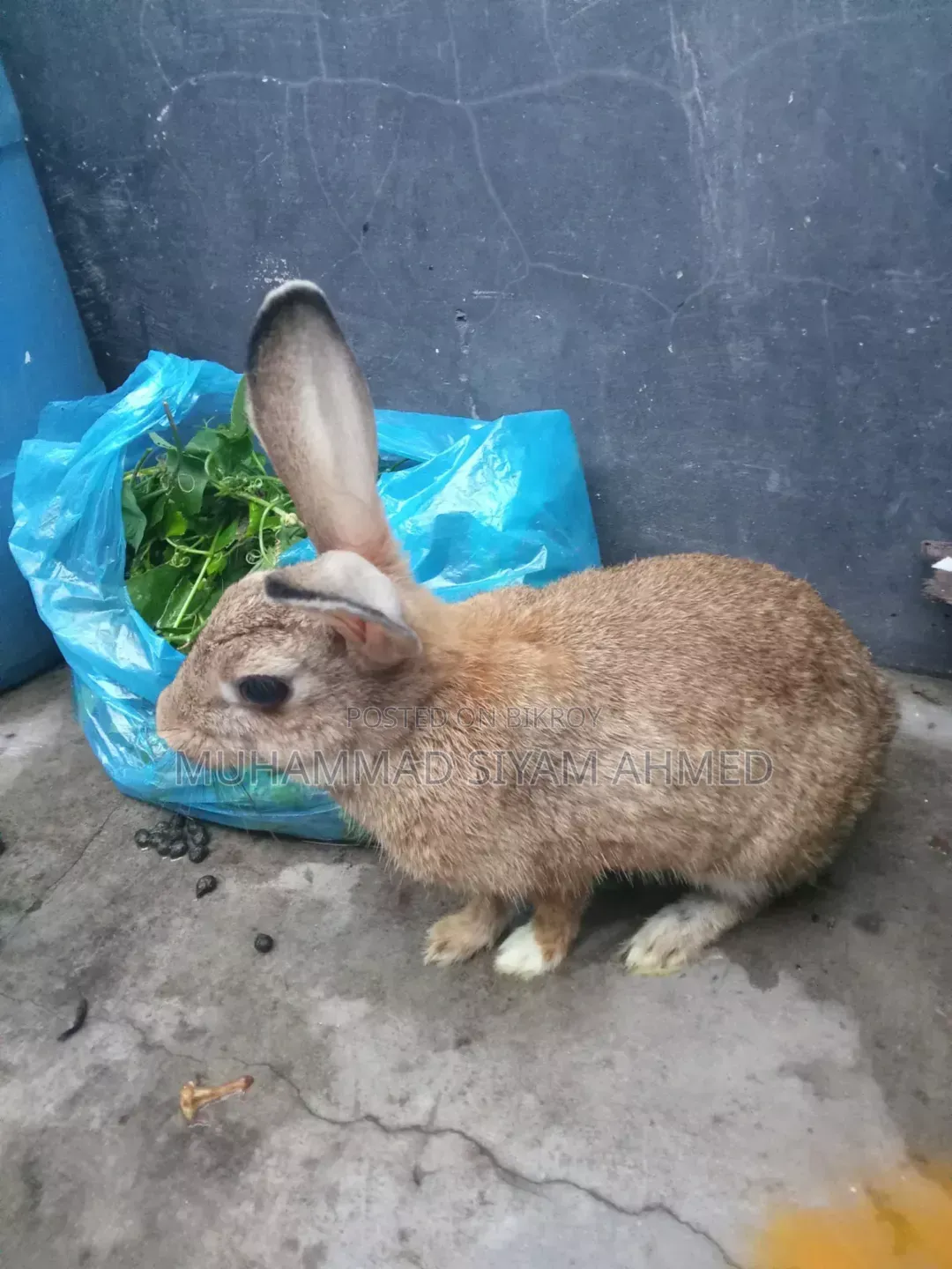 One and a half year old female rabbit