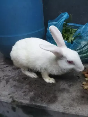 One and a half+ year old female rabbit
