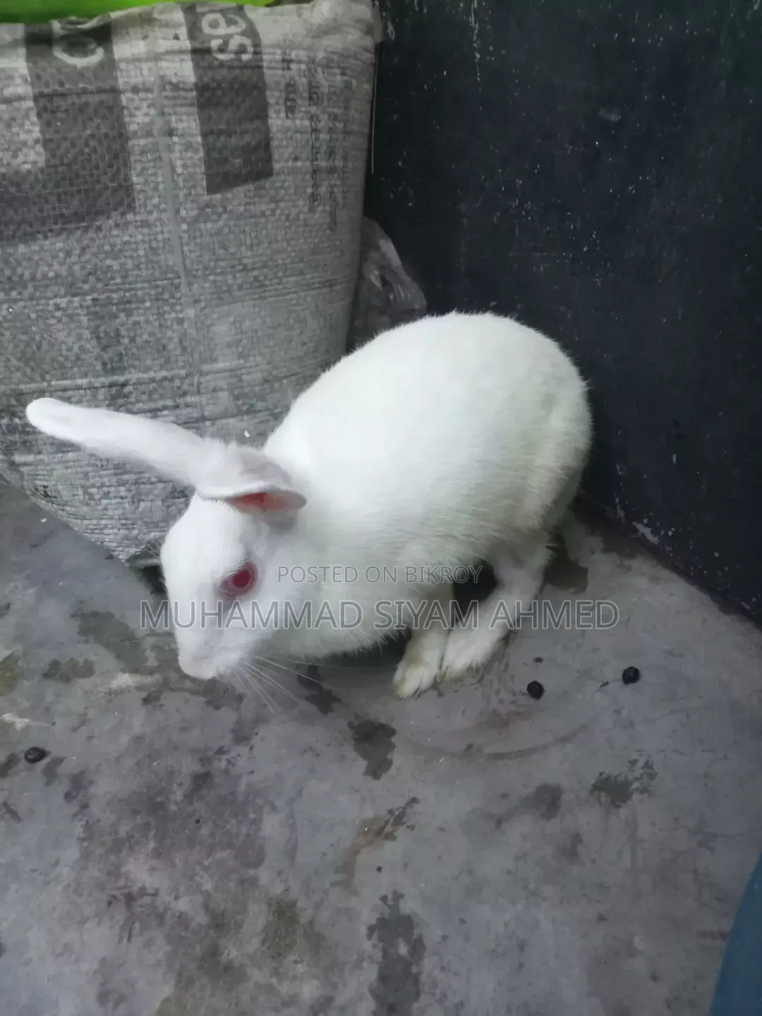 One and a half+ year old female rabbit