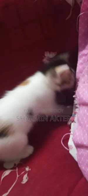 1-3 Months Female Mixed Breed Cat