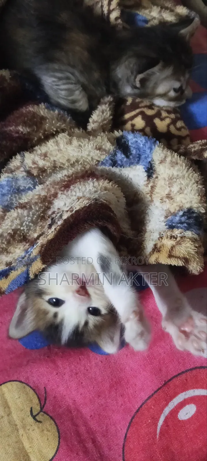 1-3 Months Female Mixed Breed Cat