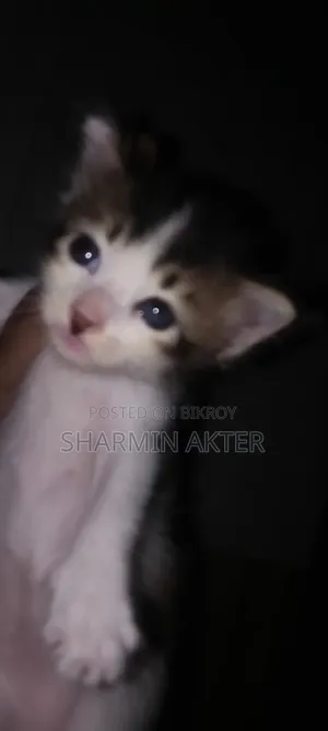 1-3 Months Female Mixed Breed Cat