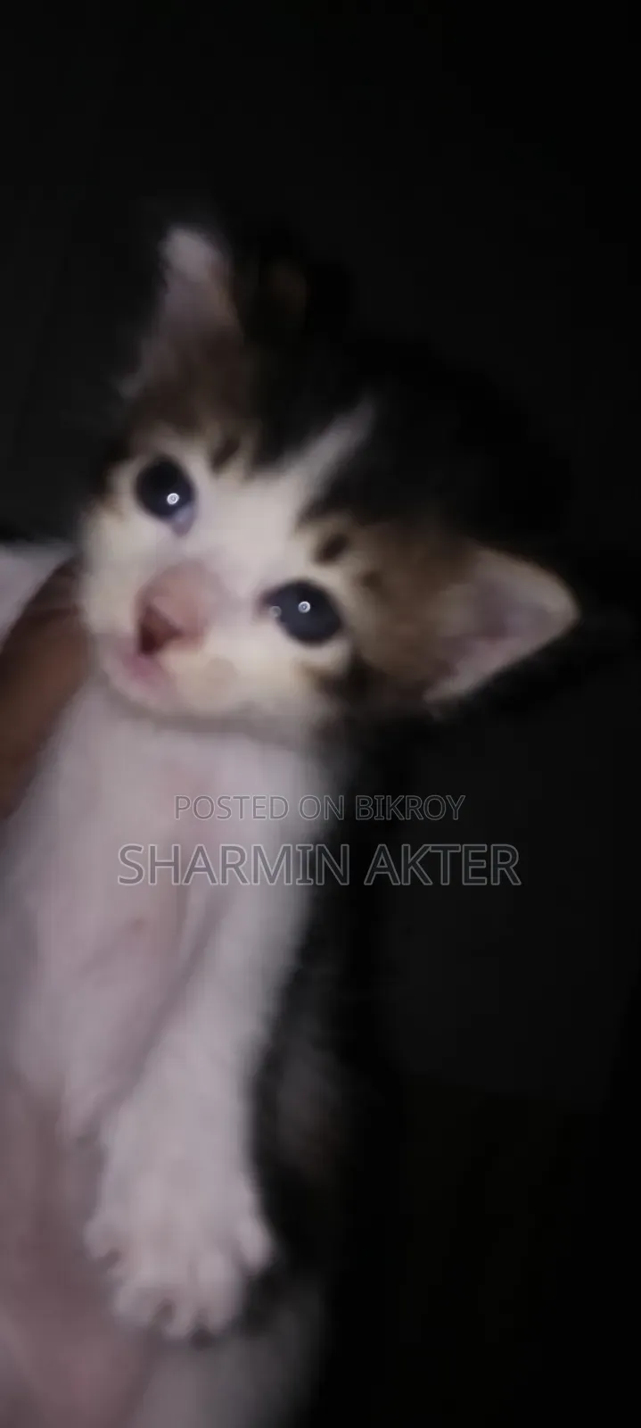 1-3 Months Female Mixed Breed Cat