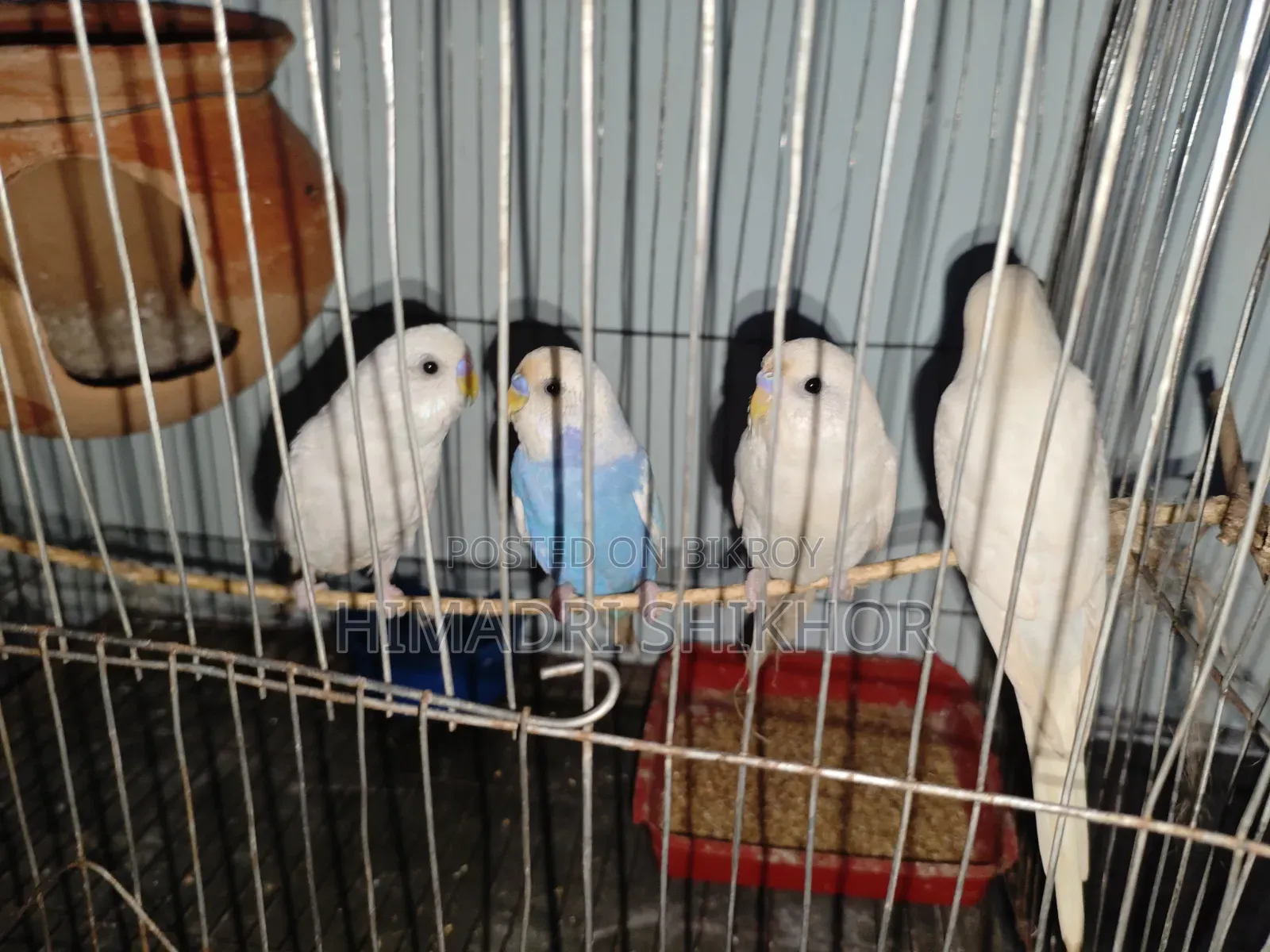 বাজরিগার পাখি Bargrigar Bird