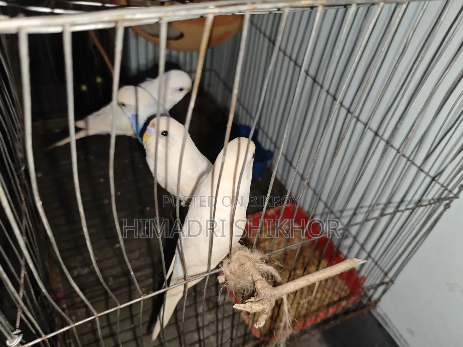 বাজরিগার পাখি Bargrigar Bird