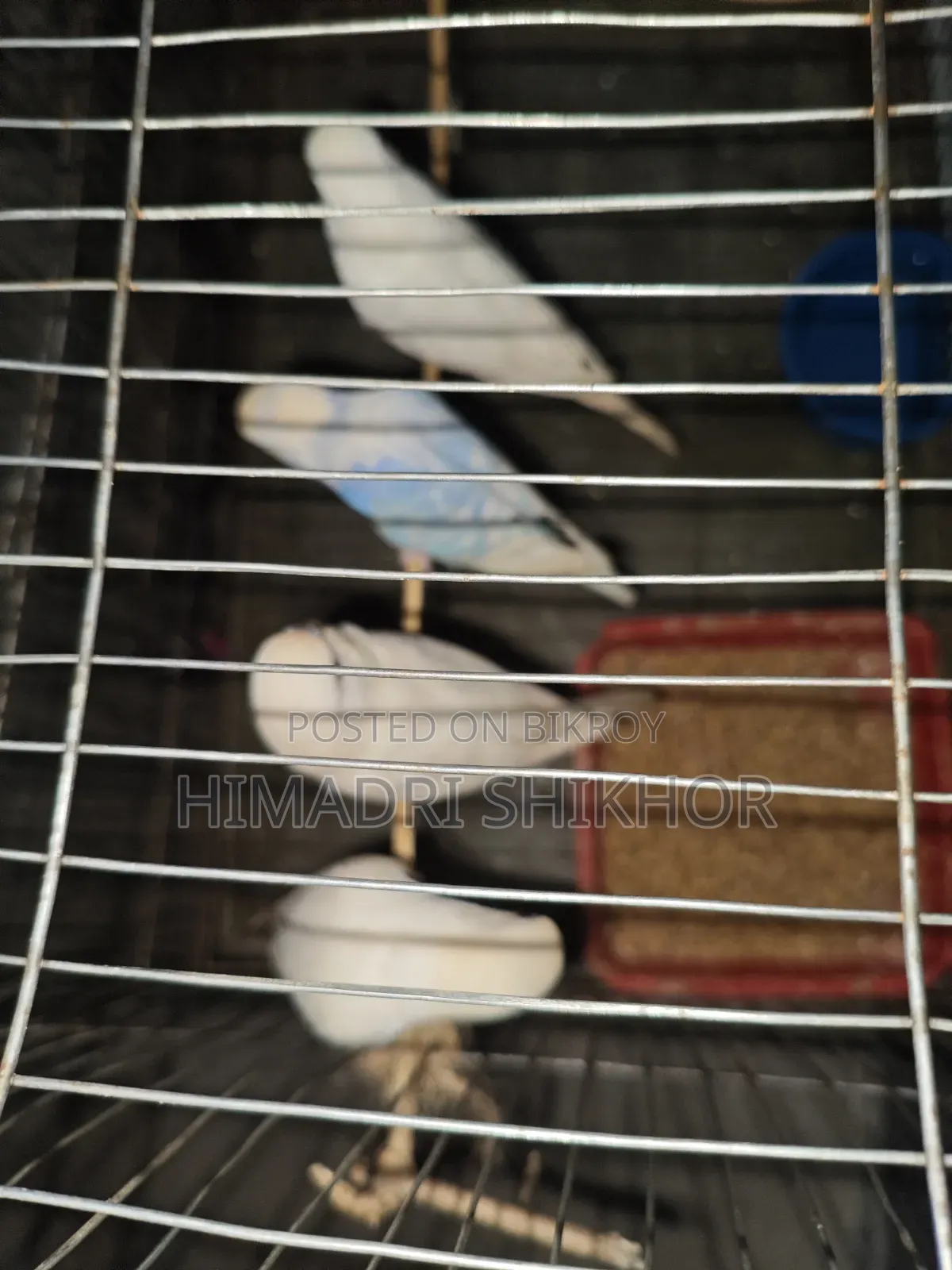 বাজরিগার পাখি Bargrigar Bird