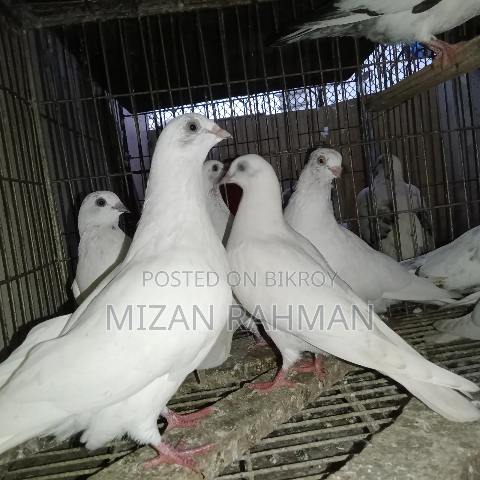 হাই ফ্লায়ার বেবি। হোয়াইট বোদা পেস্ট ক্রস।