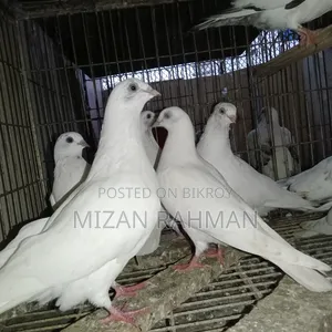 হাই ফ্লায়ার বেবি। হোয়াইট বোদা পেস্ট ক্রস।