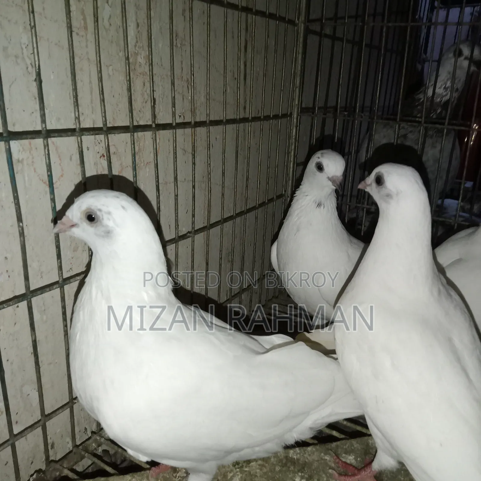 হাই ফ্লায়ার বেবি। হোয়াইট বোদা পেস্ট ক্রস।