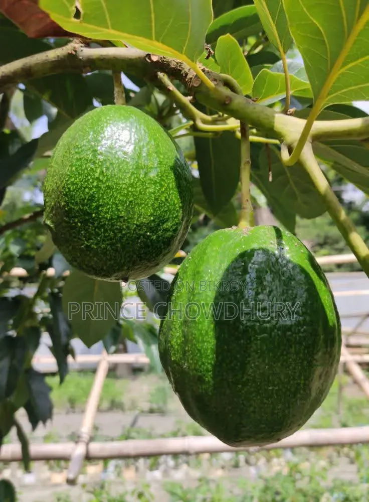 Homegrown Avocado Fruit for Sale, Contact Us