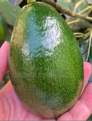 Homegrown Avocado Fruit for Sale, Contact Us