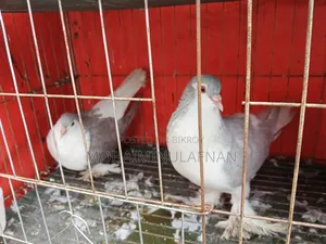 Silver Shirazi