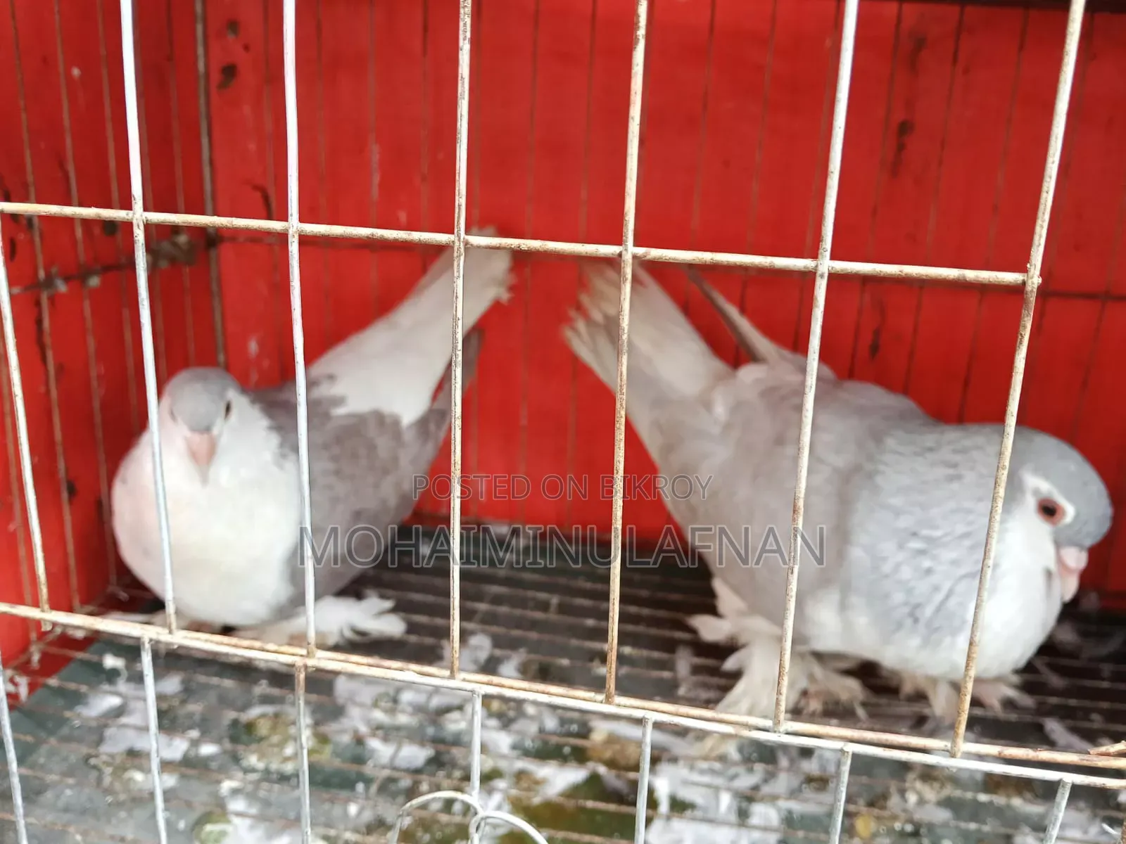 Silver Shirazi